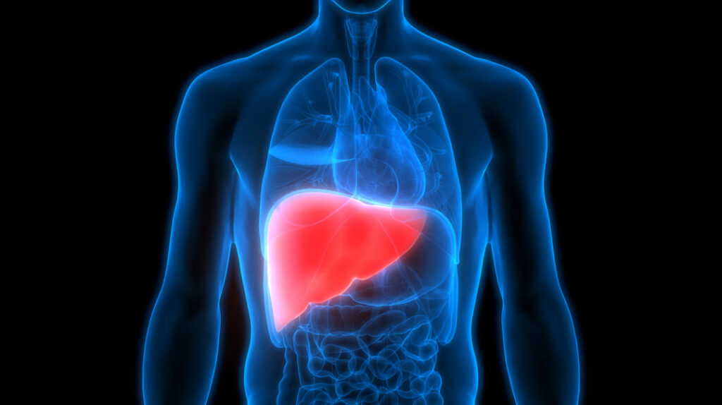 Liver in the body